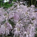 Dianthus superbus fleur